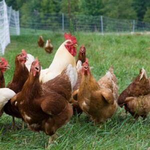 Chicken