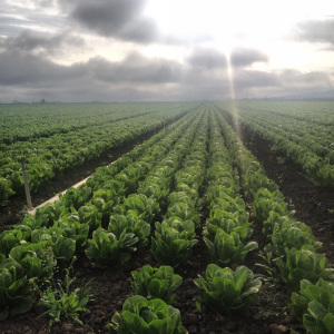 Fresh Vegetable Produce