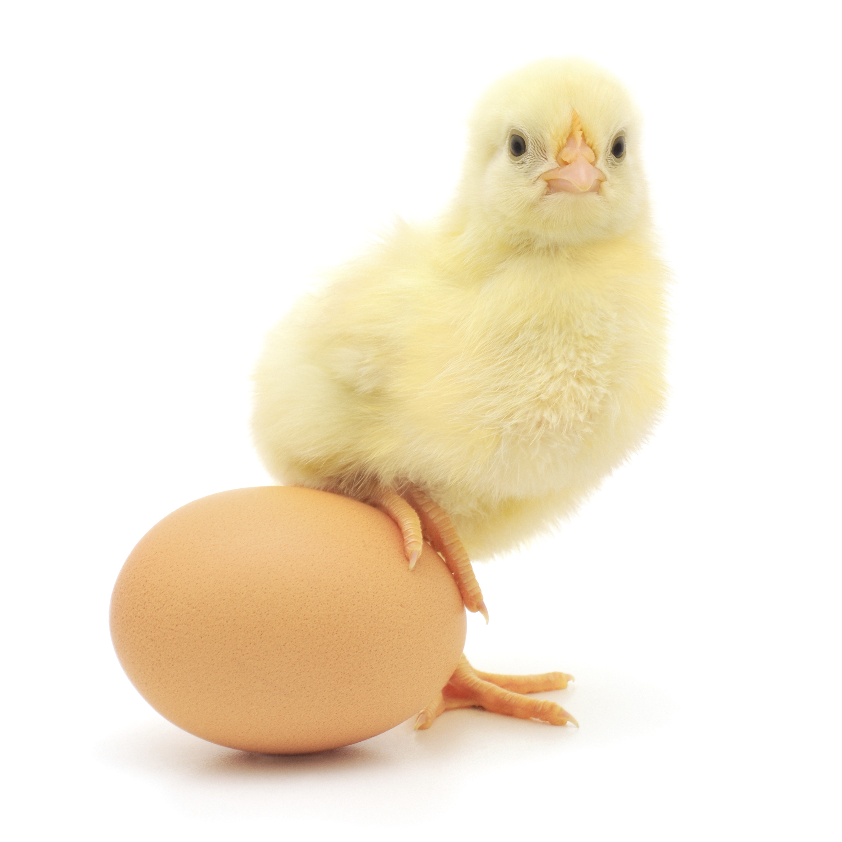 Chicken Products